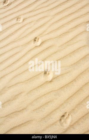 L'empreinte d'animaux dans le sable Banque D'Images