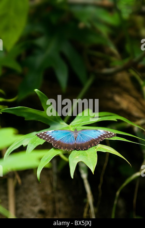 Le beau papillon tropical sitting on leaf Banque D'Images