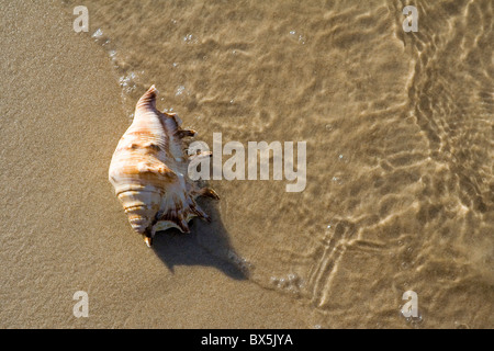 La coquille Saint-Jacques sur la plage Banque D'Images