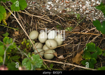 Faisan de Colchide Phasianus colchicus dh UK faisan oeufs dans des nids d'oiseaux oiseaux faisans Banque D'Images