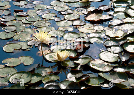 Water Lily, Nymphaea odorata Ait. 'Sulfurea' Banque D'Images