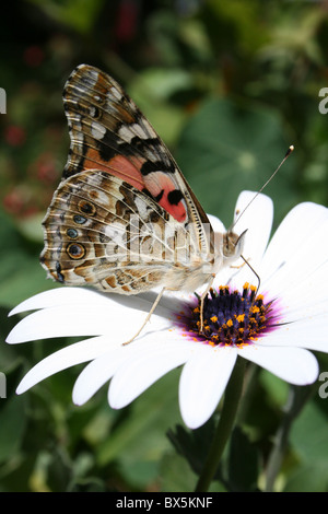 La Belle Dame Vanessa cardui se nourrissant de fleur à Addis Abeba, Ethiopie Banque D'Images