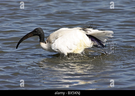 Ibis Sacré Threskiornis aethiopicus africaine à Baignade Lac Ziway, Ethiopie Banque D'Images