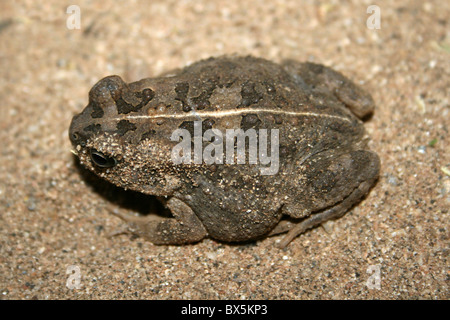 Toad prises à Turmi, la vallée de l'Omo, Ethiopie Banque D'Images