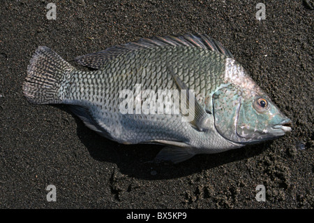 Le tilapia poissons capturés par les pêcheurs locaux sur le Lac Chamo, Ethiopie Banque D'Images