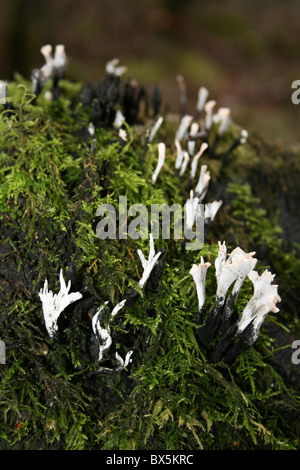 Candlesnuff Xylaria hypoxylon champignons sur un journal moussue à Wigan clignote Réserve Naturelle, UK Banque D'Images