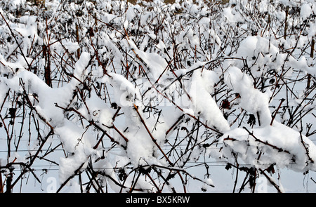 Vignobles dans la neige en hiver Banque D'Images