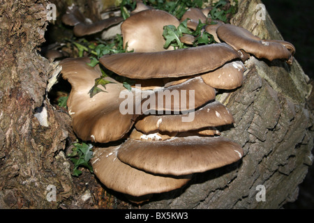 Brown pleurote Pleurotus ostreatus montrant la structure des branchies prises à Burscough, Lancashire Banque D'Images