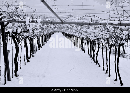 Vignobles dans la neige en hiver Banque D'Images