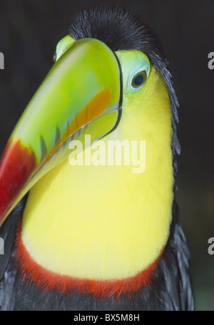 Keel-billed toucan (Ramphastos sulfuratus), Costa Rica, Amérique Centrale Banque D'Images