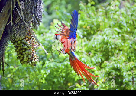 Aras rouges (Ara macao) en vol, le parc national Corcovado, péninsule d'Osa, au Costa Rica, Amérique Centrale Banque D'Images