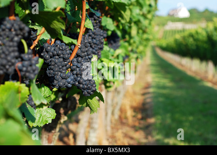 Pinot noir sur la vigne, Volnay, Bourgogne, France Banque D'Images