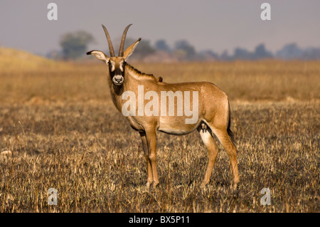 L'antilope rouanne, Busanga Plains, Kafue National Park, Zambie, Afrique Banque D'Images