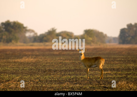 Puku (Kobus vardonii), Busanga Plains, Kafue National Park, Zambie, Afrique Banque D'Images