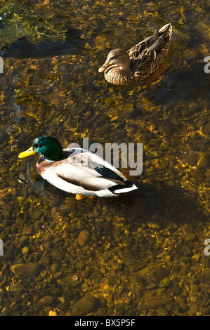 dh Canard colvert DUCK UK mâle et femelle Canard colvert Anas platyrhynchos canard sauvage natation dans la rivière canards sauvages pagayer Banque D'Images