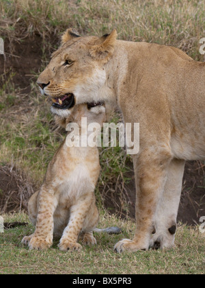 Lion (Panthera leo) femmes et cub, Masai Mara, Kenya, Afrique du Sud, manger Banque D'Images