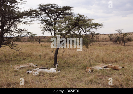 Lion (Panthera leo), Masai Mara, Kenya, Afrique de l'Est, l'Afrique Banque D'Images