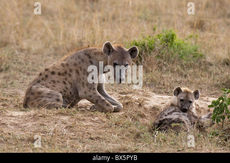 L'Hyène tachetée (Crocuta crocuta), Masai Mara, Kenya, Afrique de l'Est, l'Afrique Banque D'Images