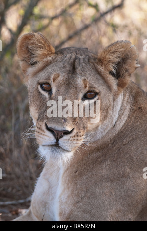 Lioness (Panthera leo), Loisaba Wilderness Conservancy, Laikipia, Kenya, Afrique de l'Est, l'Afrique Banque D'Images