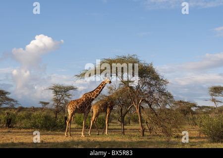 Giraffe réticulée (Giraffa camelopardalis reticulata), Samburu National Park, Kenya, Afrique de l'Est, l'Afrique Banque D'Images