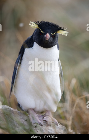 Gorfou sauteur (Eudyptes chrysocome chrysocome penguin), îles Malouines, l'Amérique du Sud Banque D'Images