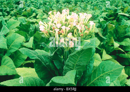 ›› tabac 'NC71' fleurs de plantes Banque D'Images