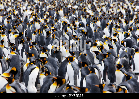 Colonie de pingouins roi (Aptenodytes patagonicus), Gold Harbour, la Géorgie du Sud, Antarctique, les régions polaires Banque D'Images