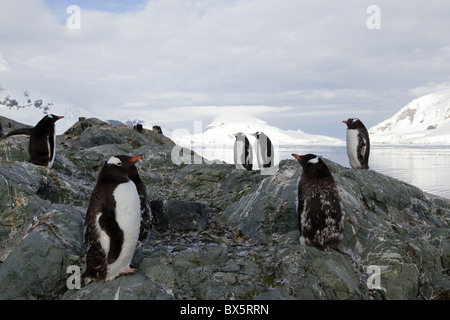 Manchots papous (Pygoscelis papua papua), Paradise Bay, péninsule Antarctique, l'Antarctique, régions polaires Banque D'Images