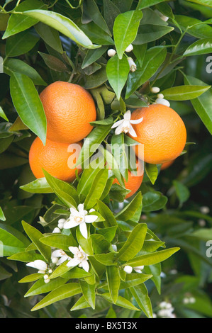 Les oranges 'Valencia' , s'épanouit, branche, Banque D'Images