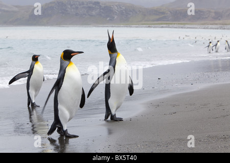 Le manchot royal (Aptenodytes patagonicus), la plaine de Salisbury, la Géorgie du Sud, Antarctique, les régions polaires Banque D'Images