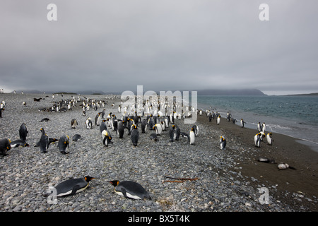 Colonie de pingouins roi (Aptenodytes patagonicus), la plaine de Salisbury, la Géorgie du Sud, Antarctique, les régions polaires Banque D'Images