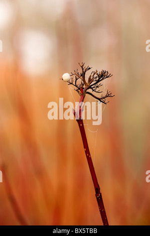 Tige rouge, Cornouiller Cornus alba, à l'automne Banque D'Images