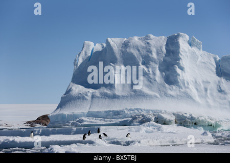 Les manchots Adélie (Pygoscelis adeliae), en face d'un iceberg, Dumont d'Urville, Antarctique, les régions polaires Banque D'Images