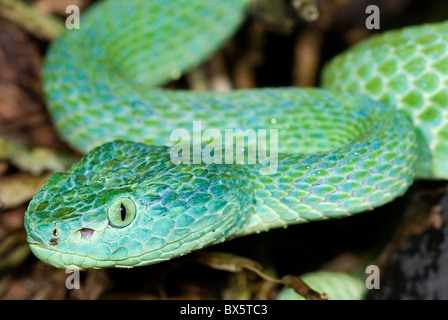 Blue Palm hondurien Pitviper 'Bothriechis marchi' Banque D'Images