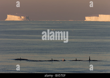 L'épaulard (Orcinus orca) (ORCA) en face d'icebergs tabulaires, le sud de l'océan, l'Antarctique, régions polaires Banque D'Images