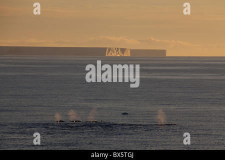 L'épaulard (Orcinus orca) (ORCA) en face d'icebergs tabulaires, le sud de l'océan, l'Antarctique, régions polaires Banque D'Images