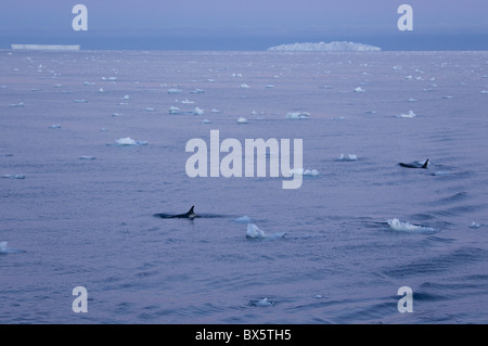 L'épaulard (Orcinus orca) (ORCA) en face d'icebergs tabulaires, le sud de l'océan, l'Antarctique, régions polaires Banque D'Images