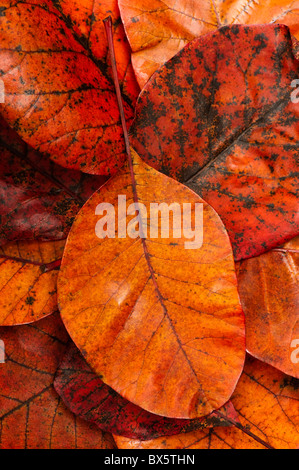 Cotinus automnales tombé ou fumer Bush, Cotinus 'Grace', les feuilles Banque D'Images