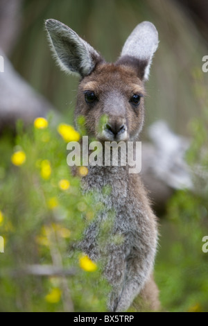 Kangourou gris de l'Ouest (Macropus fuliginosus), Parc National de Yanchep, ouest de l'Australie, l'Australie, du Pacifique Banque D'Images