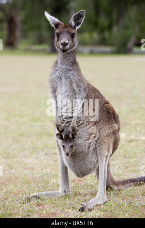 Kangourou gris de l'Ouest (Macropus fuliginosus) avec Joey en sachet, le Parc National de Yanchep, ouest de l'Australie, l'Australie, du Pacifique Banque D'Images