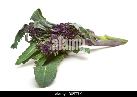 Purple Sprouting Brocoli de perspective faible isolé sur blanc. Banque D'Images