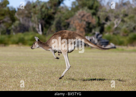 Kangourou gris de l'Ouest (Macropus fuliginosus) avec Joey en sachet, le Parc National de Yanchep, ouest de l'Australie, l'Australie, du Pacifique Banque D'Images