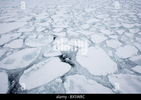 Banc de glace, glaces en dérive, le Groenland, l'Arctique, les régions polaires Banque D'Images