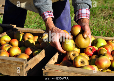 Échelle en bois appuyée contre l'arbre pour la récolte des pommes Banque D'Images