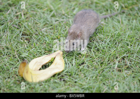 Jeune Rat surmulot, Rattus norvegicus, enquêter sur la peau de banane supprimés parmi l'herbe, UK, Novembre Banque D'Images