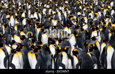 Le Rookery dense de [adultes] [Le Manchot royal Aptenodytes patagonicus] à [Fontana Bay] [en] la Géorgie du Sud, l'Antarctique Banque D'Images