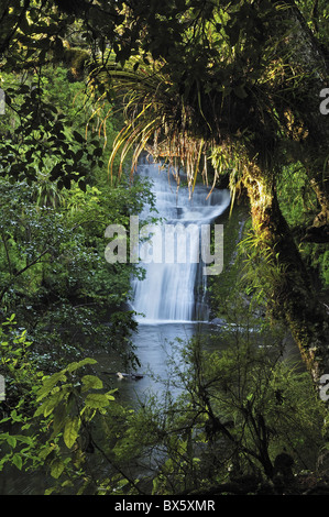 Bridal Veil Falls, Te Urewera National Park, Bay of Plenty, île du Nord, Nouvelle-Zélande, Pacifique Banque D'Images