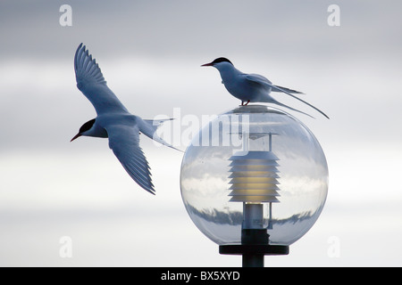 [Réchauffement climatique] [sterne Antarctique] [Sterna vittata] assis sur un globe de verre en forme de lumière de rue pour plus de chaleur tout en deuxième défile Banque D'Images