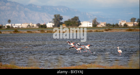 Des flamants roses (Phoenicopterus ruber) dans l'Encanyissada lagon, Parc Naturel du Delta de l'Ebre, Tarragona, Espagne Banque D'Images