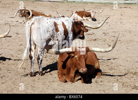 Longhorn bovins, Fort Worth Stockyards, Texas, États-Unis Banque D'Images